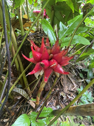 Etlingera venusta, 2026-09-22