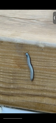 Ommatoiulus rutilans