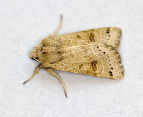 Lunar Underwing