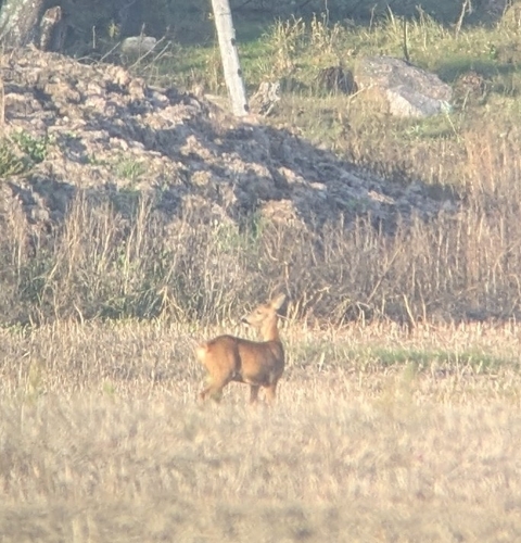 Western Roe Deer