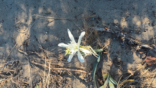 Sea Daffodil