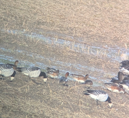 Eurasian Wigeon
