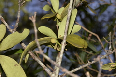 Muellerina celastroides
