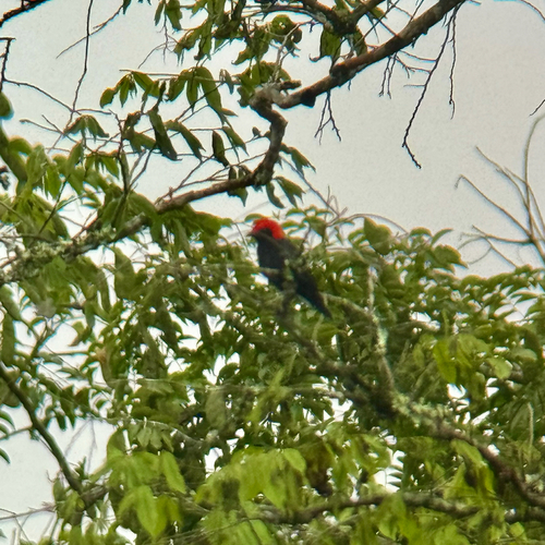 Red-headed Malimbe