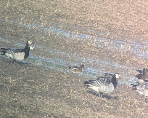 Barnacle Goose