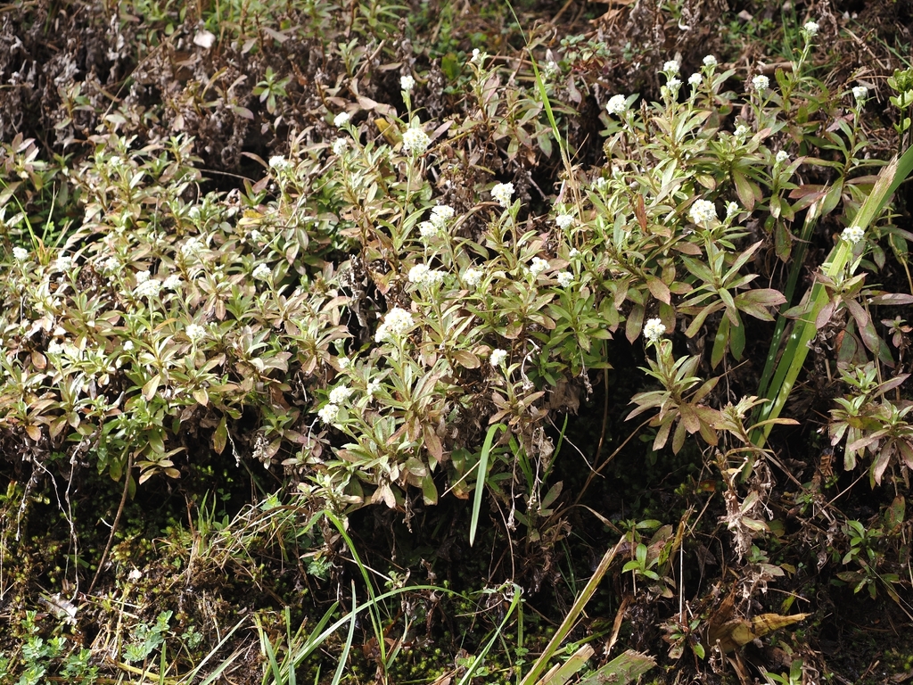 Anaphalioides trinervis; photograph (c) Angus Campbell, some rights reserved (CC BY)