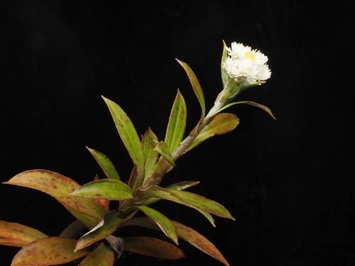 Anaphalioides trinervis, photograph 3