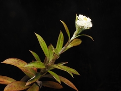 (c) Angus Campbell, some rights reserved (CC BY) Anaphalioides trinervis, photograph (c) Angus Campbell, some rights reserved (CC BY)