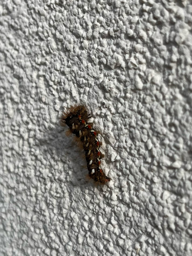 Knot Grass Moth