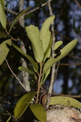 Muellerina celastroides