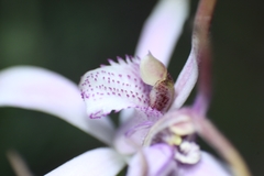 Caladenia hirta