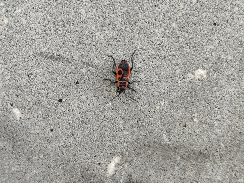 European Firebug