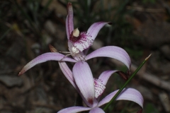 Caladenia hirta