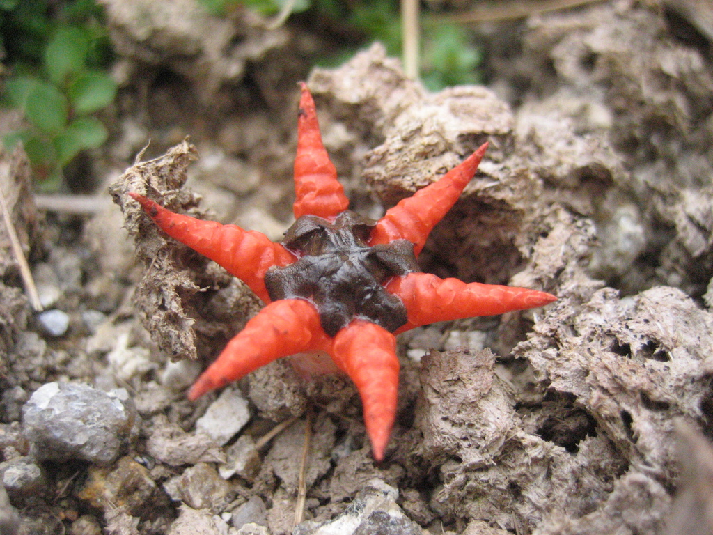 Aseroe coccinea