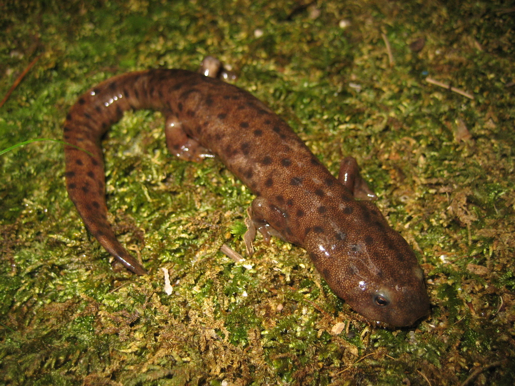 Guidong Paddle-tailed Newt