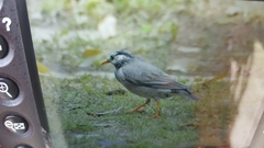 Spodiopsar cineraceus