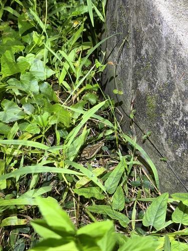 Brown spotted pitviper