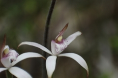 Caladenia hirta