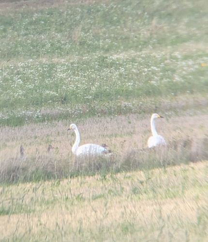 Whooper Swan