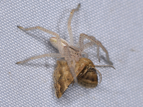 Emmiltis pygmaearia