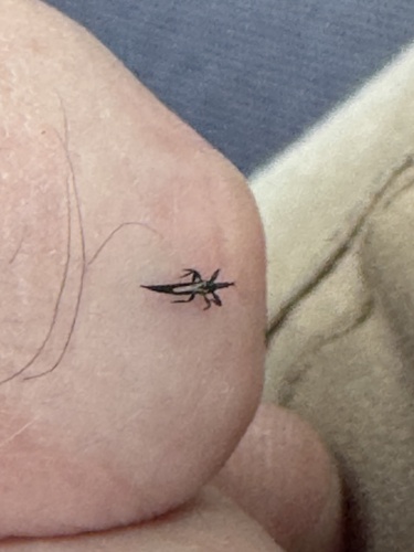 Gynaikothrips observed 2026-09-22