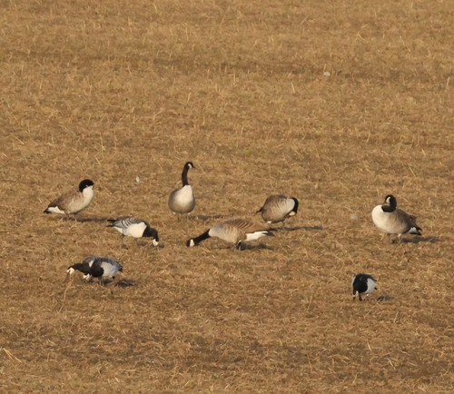 Canada Goose