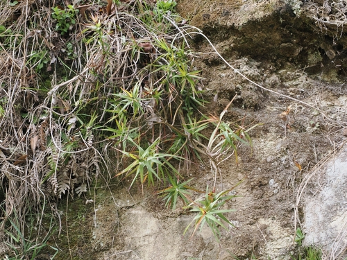 Dracophyllum strictum, photograph 3