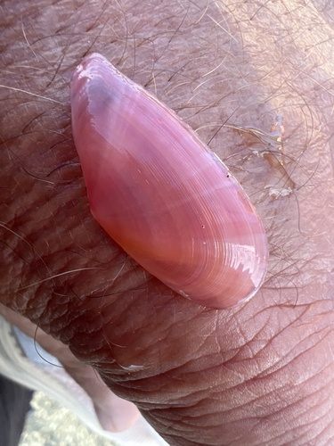 Beautiful Tellin