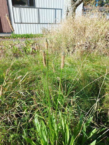ribwort plantain