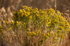 Gutierrezia sarothrae