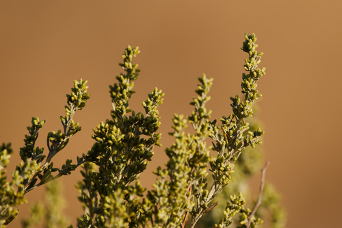 Artemisia tridentata, photograph 5