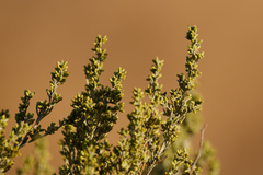 (c) Daughter Dad, some rights reserved (CC BY) Artemisia tridentata, photograph (c) Daughter Dad, some rights reserved (CC BY)