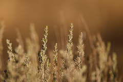 (c) Daughter Dad, some rights reserved (CC BY) Artemisia tridentata, photograph (c) Daughter Dad, some rights reserved (CC BY)