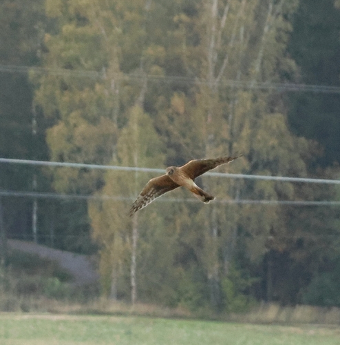 Pallid Harrier