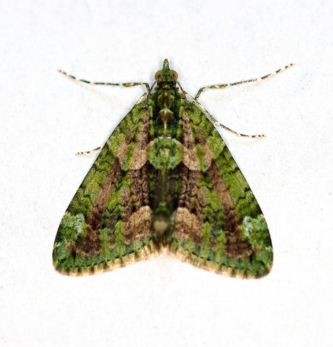 Red-green Carpet