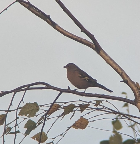Common Chaffinch