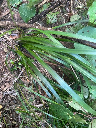 Libertia grandiflora observed 2026-09-22