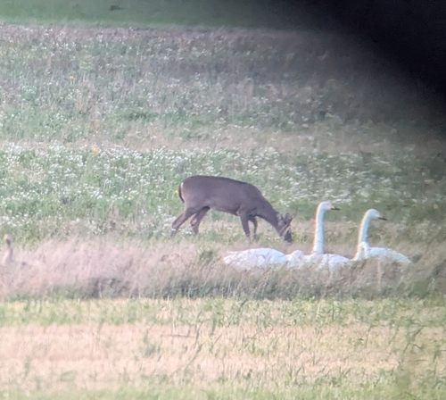 White-tailed Deer