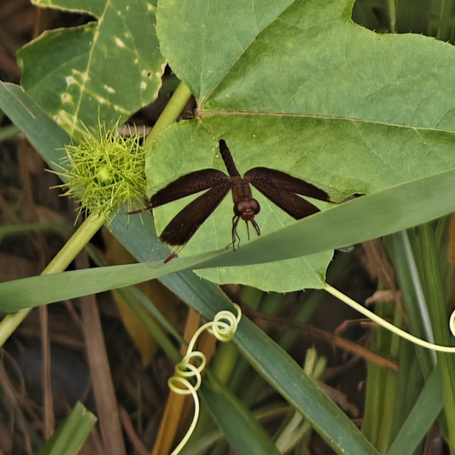 Common Parasol