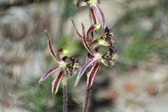 Caladenia barbarossa