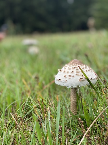 Parasol