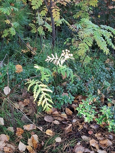 tansy