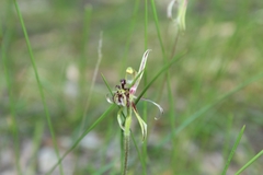 Caladenia barbarossa