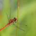 Ruddy Darter - Photo (c) Thomas Bresson, some rights reserved (CC BY)