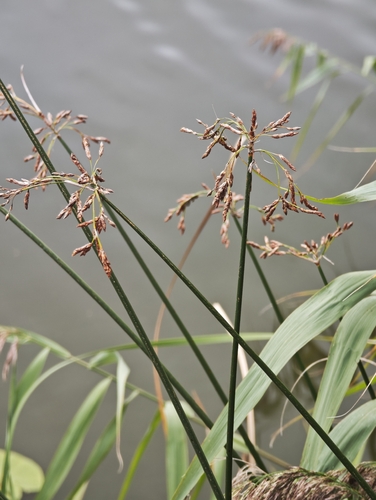 Schoenoplectus lacustris, photograph 2