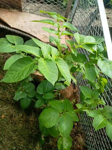 potato