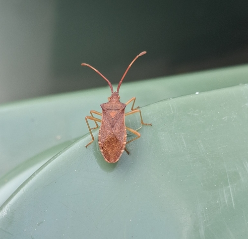 Box Bug