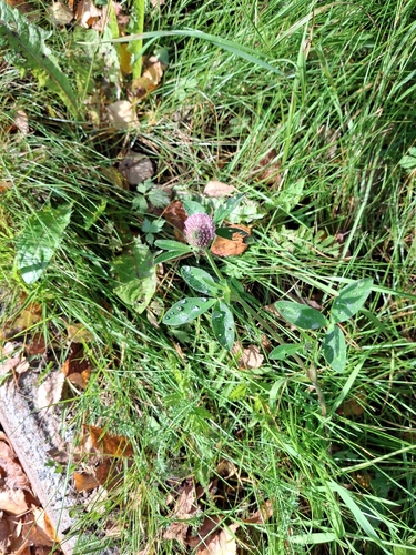 Red Clover