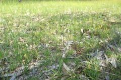 Caladenia barbarossa