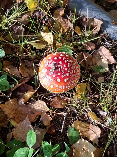 Fly Agaric